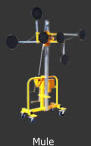 Mule